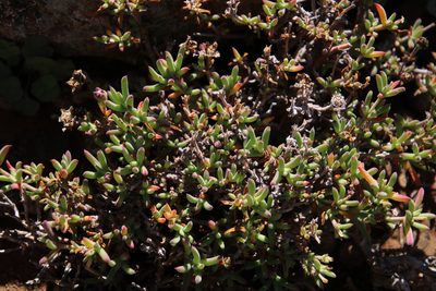 Delosperma ornatulum, photographed by Tony Rebelo