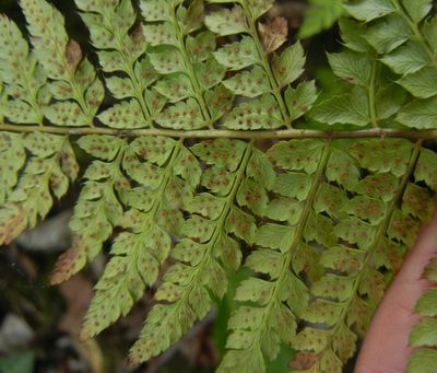 Polystichum setiferum, photographed by Jon Mortin