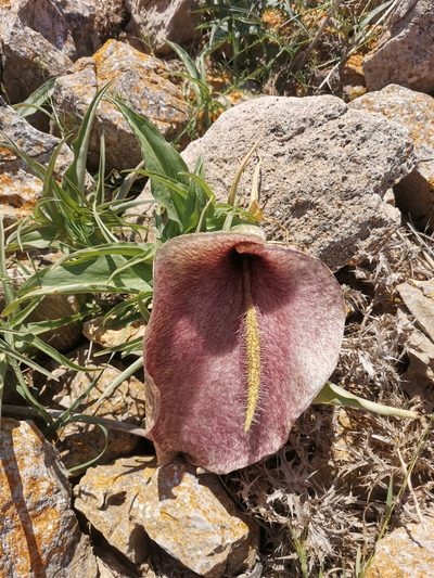 Helicodiceros muscivorus, photographed by Roland Godon