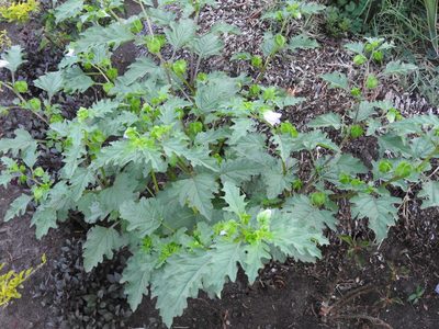 Nicandra physalodes, photographed by Oscar Alejandro Morales Juárez