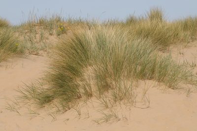 Calamagrostis arenaria, photographed by Stephen James McWilliam