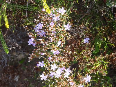 Limonium scabrum, photographed by Shaun Swanepoel