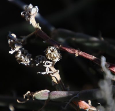 Mesembryanthemum geniculiflorum, photographed by Tony Rebelo