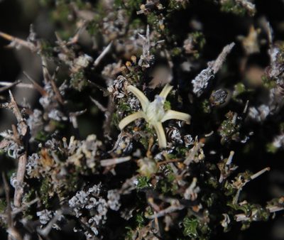 Wahlenbergia nodosa, photographed by Tony Rebelo