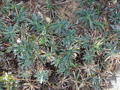 Ficinia truncata, photographed by Shaun Swanepoel