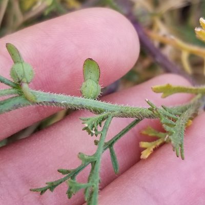 Carrichtera annua, photographed by James C. Davis