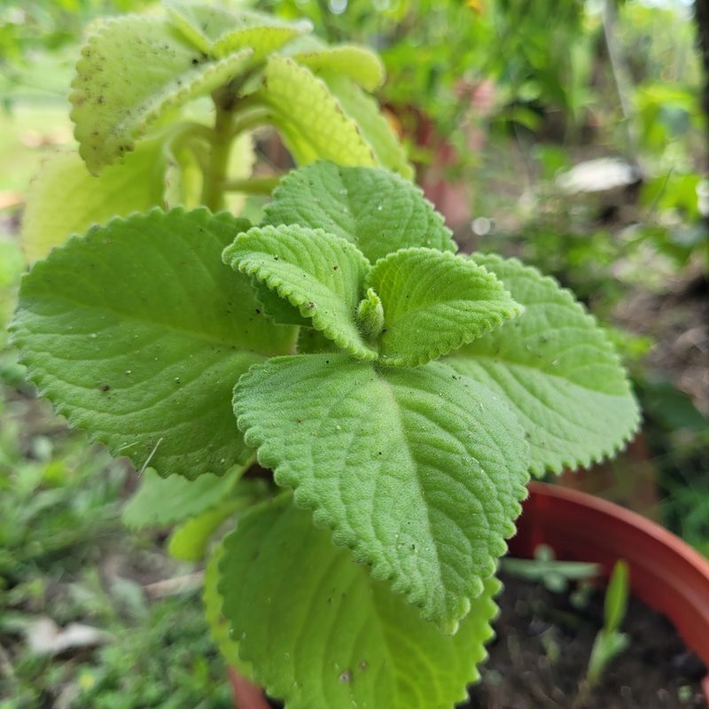 Coleus amboinicus, photographed by Maria Janeiro