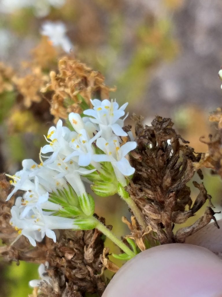 Selago glandulosa, photographed by kevin koen