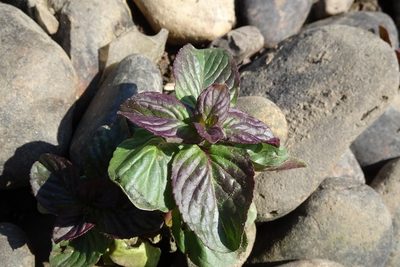 Mentha aquatica, photographed by Zeke Marshall