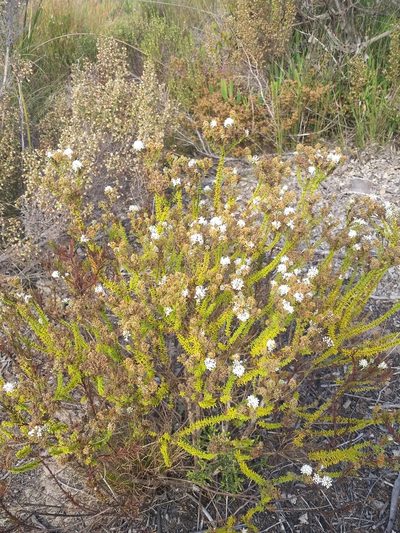 Selago glandulosa, photographed by kevin koen