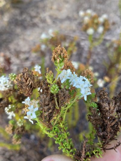 Selago glandulosa, photographed by kevin koen