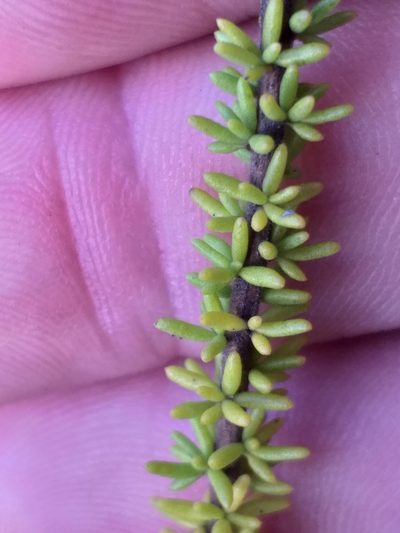 Selago glandulosa, photographed by kevin koen