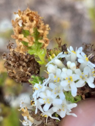 Selago glandulosa, photographed by kevin koen