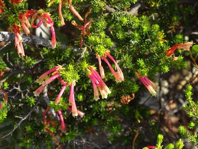 Erica versicolor, photographed by Shaun Swanepoel