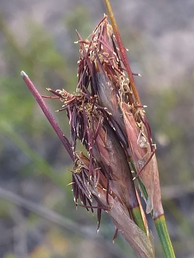 Schoenus megacarpus, photographed by kevin koen