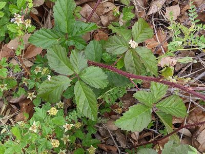 Rubus trivialis, photographed by Adam Kranz