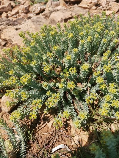 Euphorbia pithyusa, photographed by Roland Godon