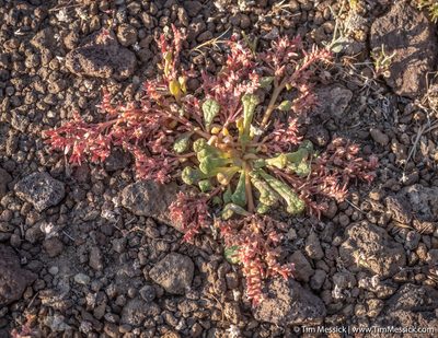 Cistanthe monandra, photographed by Tim Messick