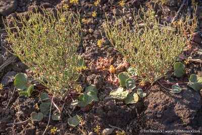 Eriogonum nidularium, photographed by Tim Messick