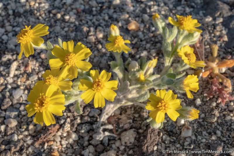 Eriophyllum wallacei, photographed by Tim Messick