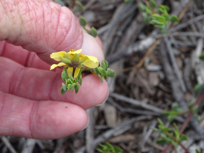 Roepera maritima, photographed by Shaun Swanepoel