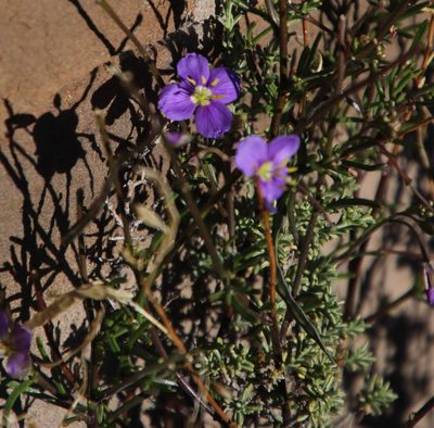 Heliophila suavissima, photographed by Tony Rebelo