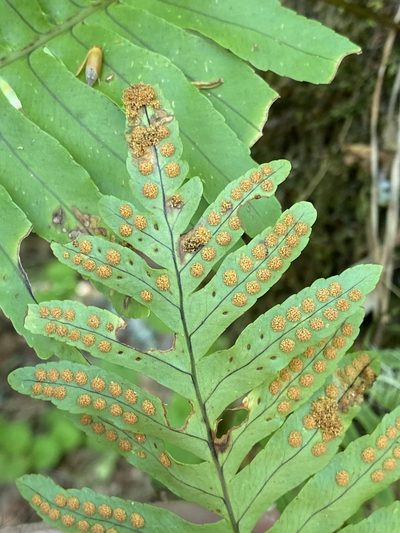 Polypodium macaronesicum, photographed by Asher P Higgins