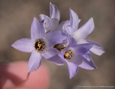 Linanthus parryae, photographed by Tim Messick