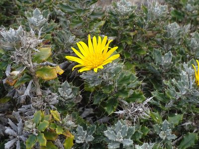 Berkheya coriacea, photographed by Shaun Swanepoel