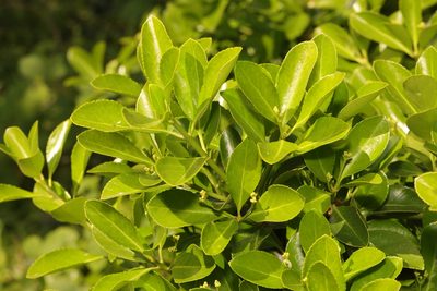 Euonymus japonicus, photographed by Stephen James McWilliam