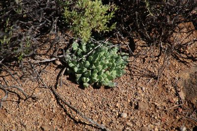 Stomatium viride, photographed by Tony Rebelo