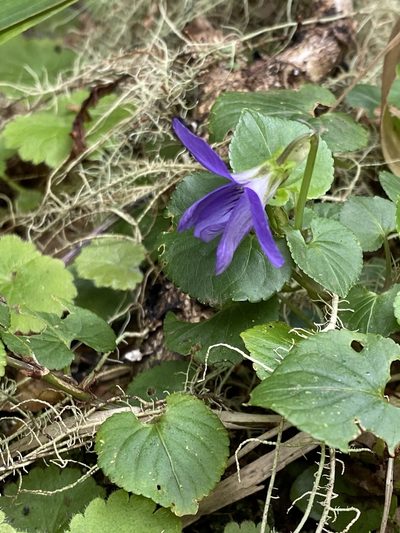 Viola sequeirae, photographed by Asher P Higgins