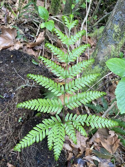 Pteris incompleta, photographed by Asher P Higgins