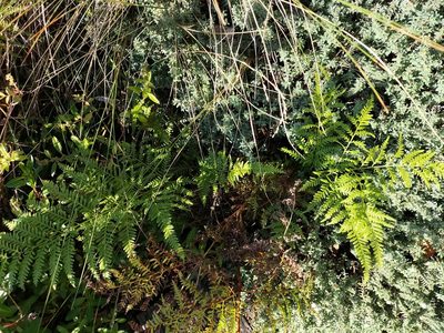 Pteris tremula, photographed by naturewatchwidow