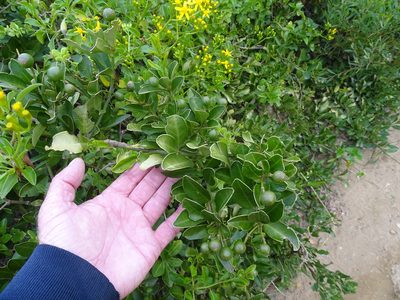Capparis sepiaria