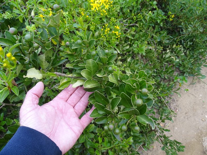 Capparis sepiaria, photographed by Shaun Swanepoel