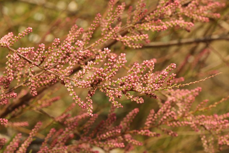 Tamarix parviflora, photographed by Stephen James McWilliam