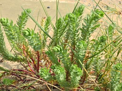 Euphorbia paralias, photographed by Susan Marley