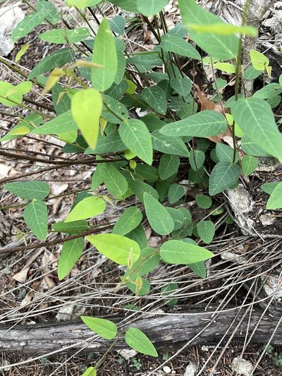 Desmodium psilophyllum, photographed by lanechaffin