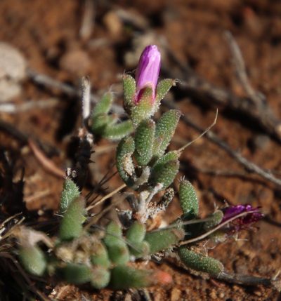 Trichodiadema setuliferum, photographed by Tony Rebelo