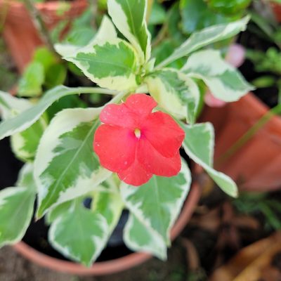 Impatiens walleriana, photographed by Maria Janeiro