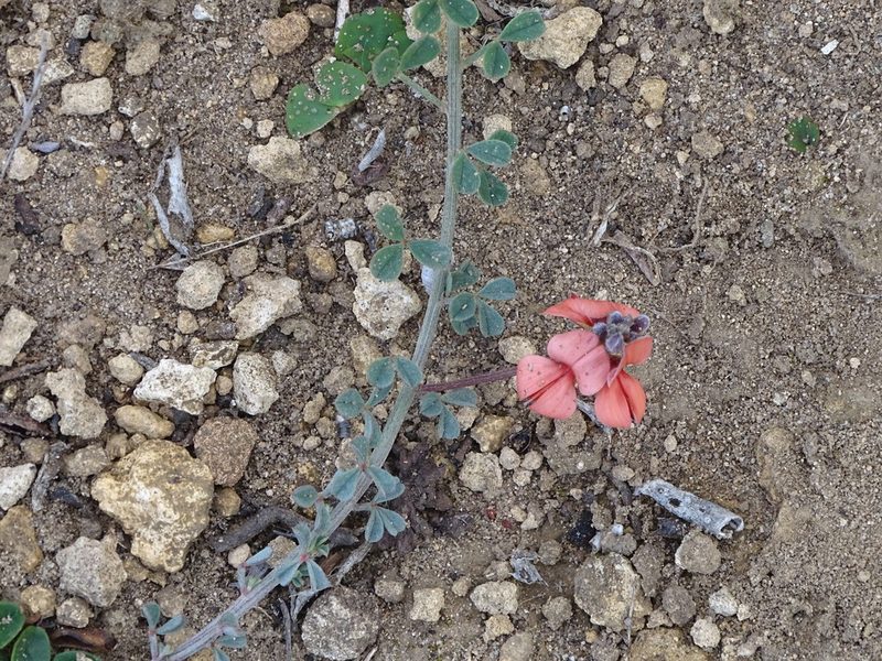Indigofera heterophylla, photographed by Shaun Swanepoel