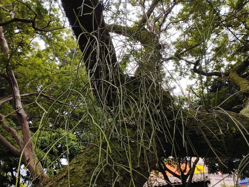 Rhipsalis baccifera, photographed by Sebastian Serna Muñoz