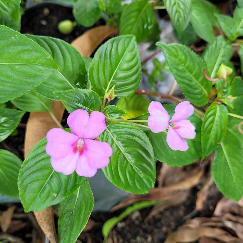Impatiens flaccida, photographed by Maria Janeiro