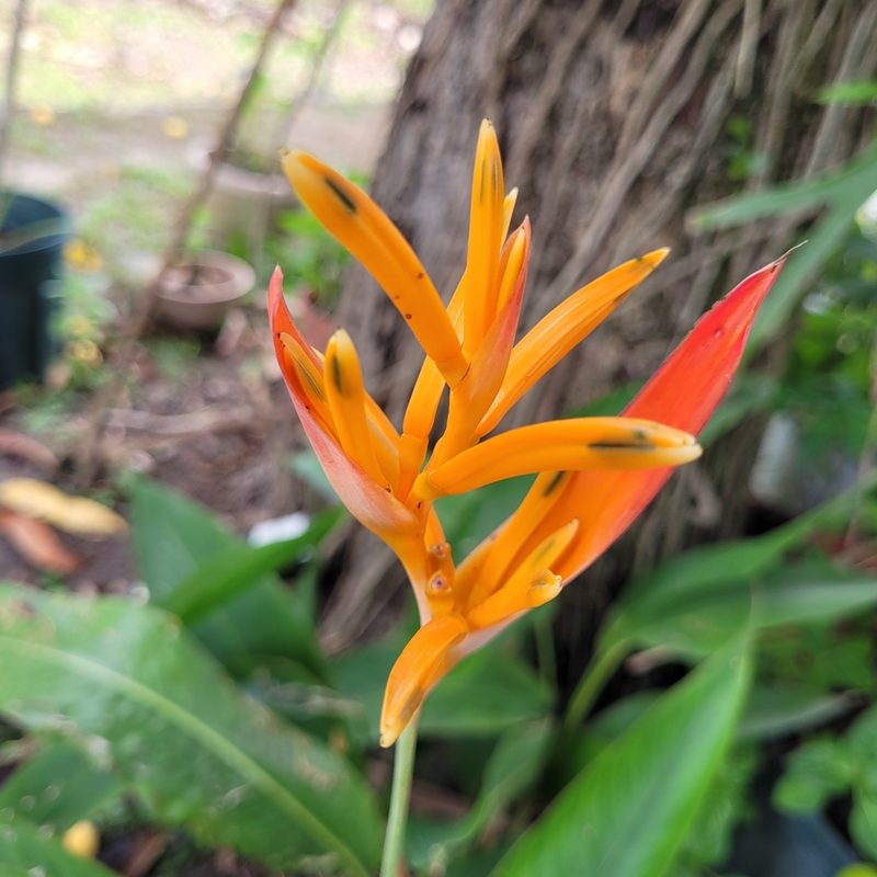 Heliconia psittacorum, photographed by Maria Janeiro