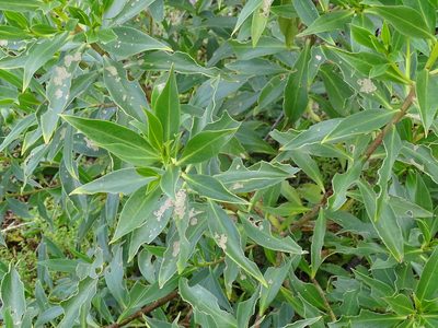 Myoporum insulare, photographed by Shaun Swanepoel