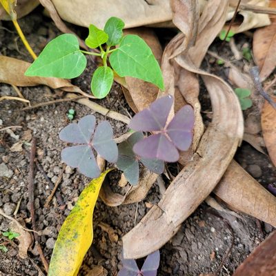Oxalis triangularis, photographed by Maria Janeiro