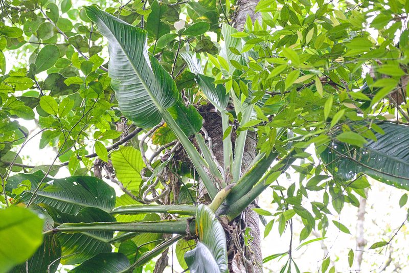 Monstera standleyana, photographed by Attila Oláh
