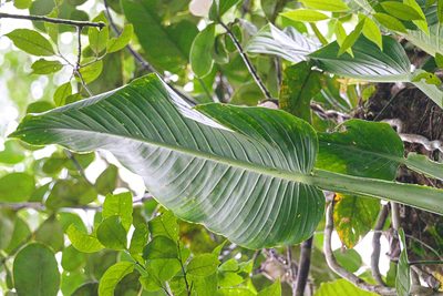 Monstera standleyana, photographed by Attila Oláh
