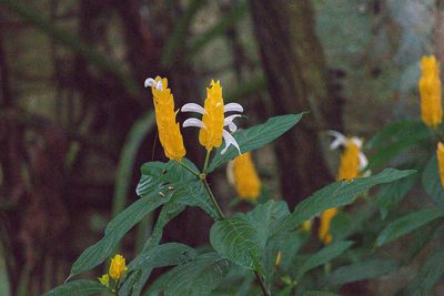 Pachystachys lutea, photographed by Attila Oláh